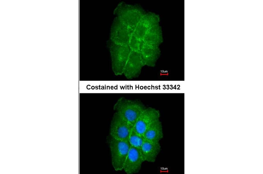 Immunofluorescence - caveolin-2 antibody from Signalway Antibody (22980) - Antibodies.com