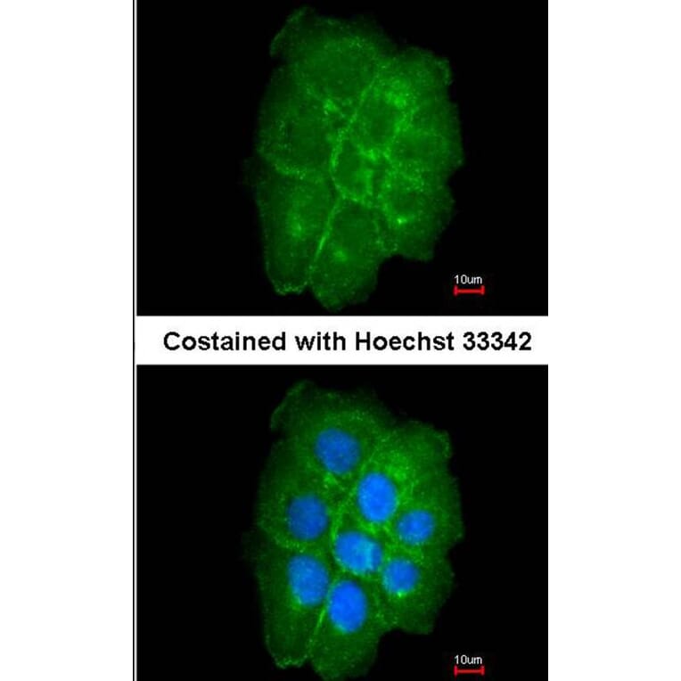 Immunofluorescence - caveolin-2 antibody from Signalway Antibody (22980) - Antibodies.com