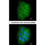 Immunofluorescence - caveolin-2 antibody from Signalway Antibody (22980) - Antibodies.com