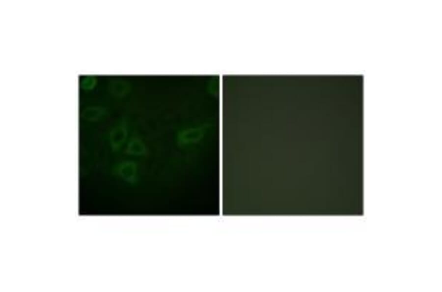 Immunofluorescence - TK (Ab-13) Antibody from Signalway Antibody (33143) - Antibodies.com