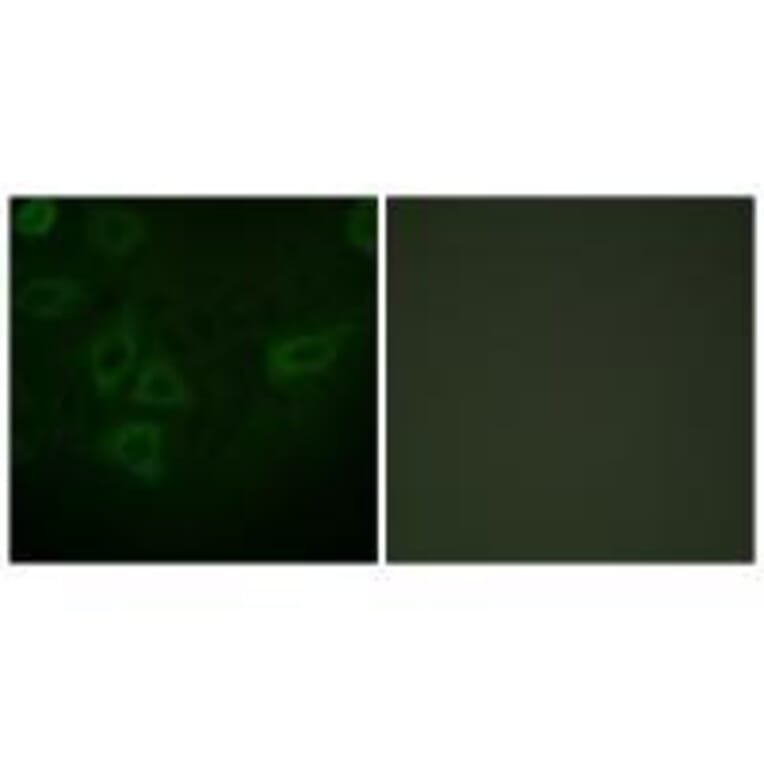 Immunofluorescence - TK (Ab-13) Antibody from Signalway Antibody (33143) - Antibodies.com
