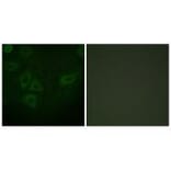 Immunofluorescence - TK (Ab-13) Antibody from Signalway Antibody (33143) - Antibodies.com