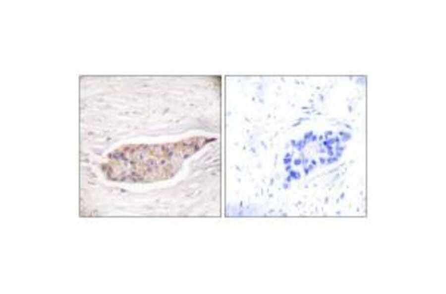 Immunohistochemistry - Annexin A6 Antibody from Signalway Antibody (33322) - Antibodies.com
