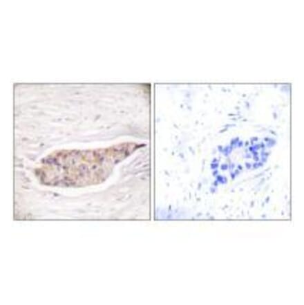 Immunohistochemistry - Annexin A6 Antibody from Signalway Antibody (33322) - Antibodies.com