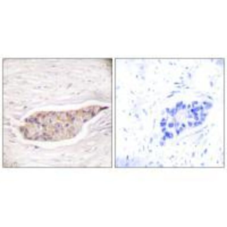Immunohistochemistry - Annexin A6 Antibody from Signalway Antibody (33322) - Antibodies.com