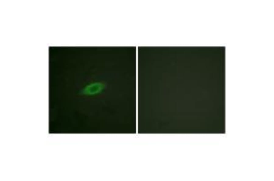 Immunofluorescence - Annexin A6 Antibody from Signalway Antibody (33322) - Antibodies.com