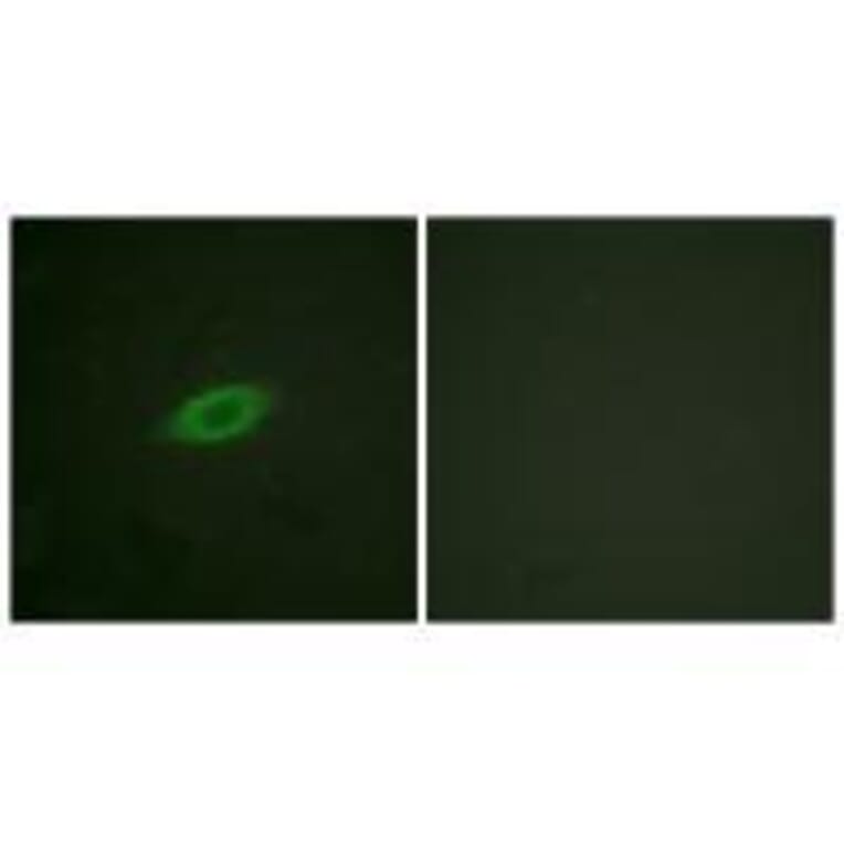 Immunofluorescence - Annexin A6 Antibody from Signalway Antibody (33322) - Antibodies.com