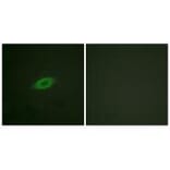 Immunofluorescence - Annexin A6 Antibody from Signalway Antibody (33322) - Antibodies.com