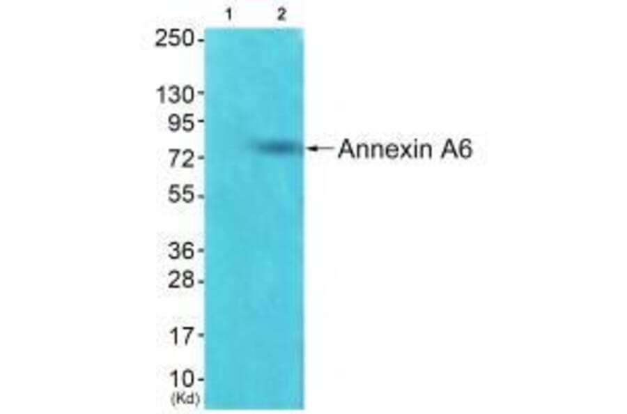Western blot - Annexin A6 Antibody from Signalway Antibody (33322) - Antibodies.com