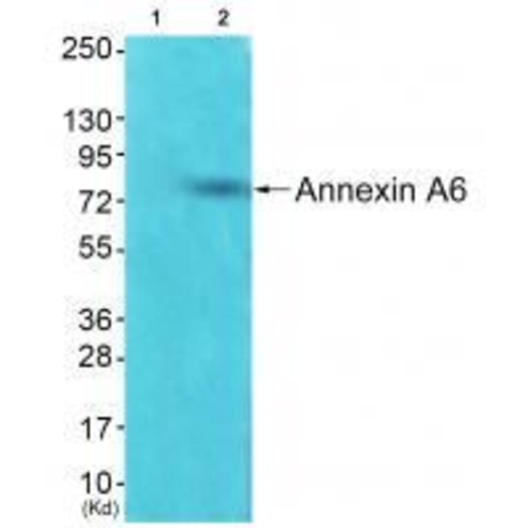 Western blot - Annexin A6 Antibody from Signalway Antibody (33322) - Antibodies.com