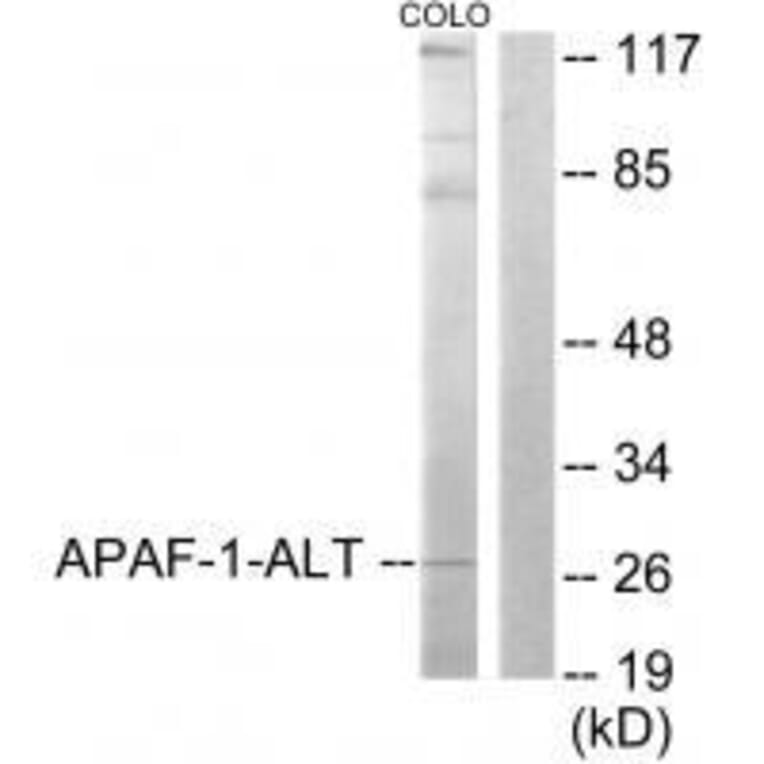 Western blot - APAF-1-ALT Antibody from Signalway Antibody (33324) - Antibodies.com