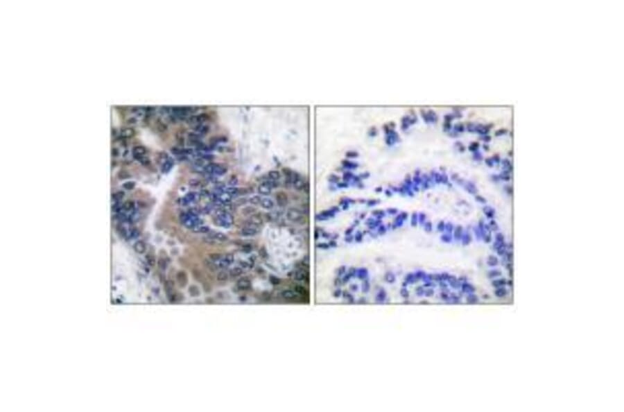 Immunohistochemistry - APAF-1-ALT Antibody from Signalway Antibody (33324) - Antibodies.com