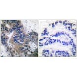 Immunohistochemistry - APAF-1-ALT Antibody from Signalway Antibody (33324) - Antibodies.com