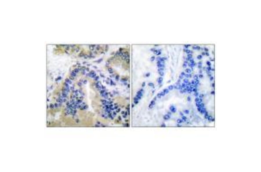 Immunohistochemistry - Caspase 10 Antibody from Signalway Antibody (33328) - Antibodies.com
