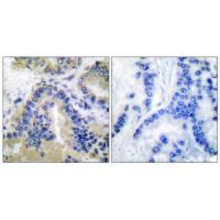 Immunohistochemistry - Caspase 10 Antibody from Signalway Antibody (33328) - Antibodies.com