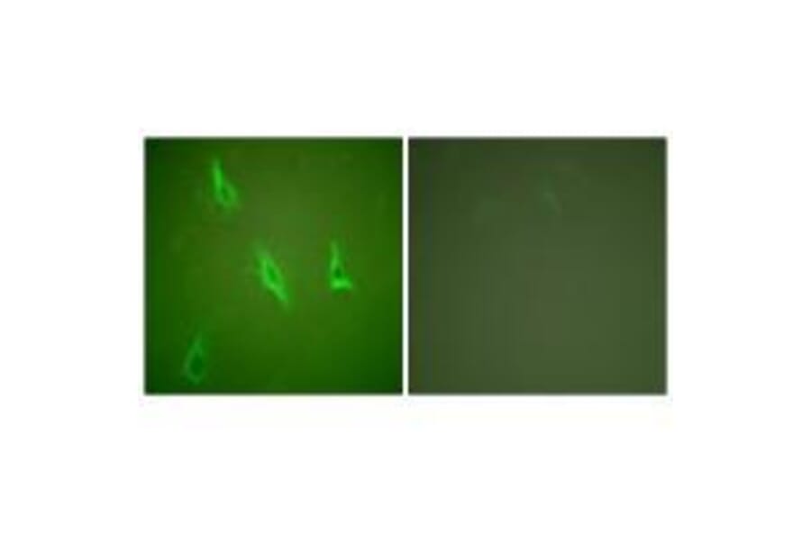 Immunofluorescence - Caspase 10 Antibody from Signalway Antibody (33328) - Antibodies.com