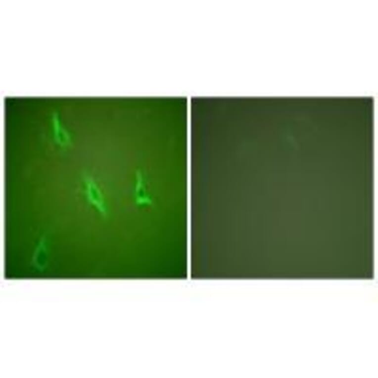 Immunofluorescence - Caspase 10 Antibody from Signalway Antibody (33328) - Antibodies.com