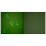 Immunofluorescence - Caspase 10 Antibody from Signalway Antibody (33328) - Antibodies.com