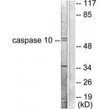 Western blot - Caspase 10 Antibody from Signalway Antibody (33328) - Antibodies.com