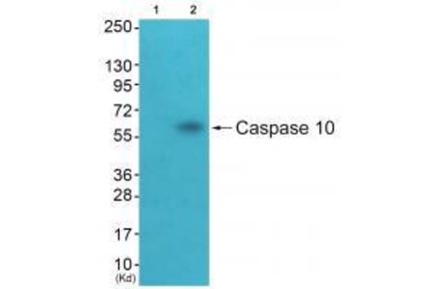 Western blot - Caspase 10 Antibody from Signalway Antibody (33328) - Antibodies.com