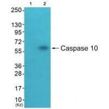 Western blot - Caspase 10 Antibody from Signalway Antibody (33328) - Antibodies.com