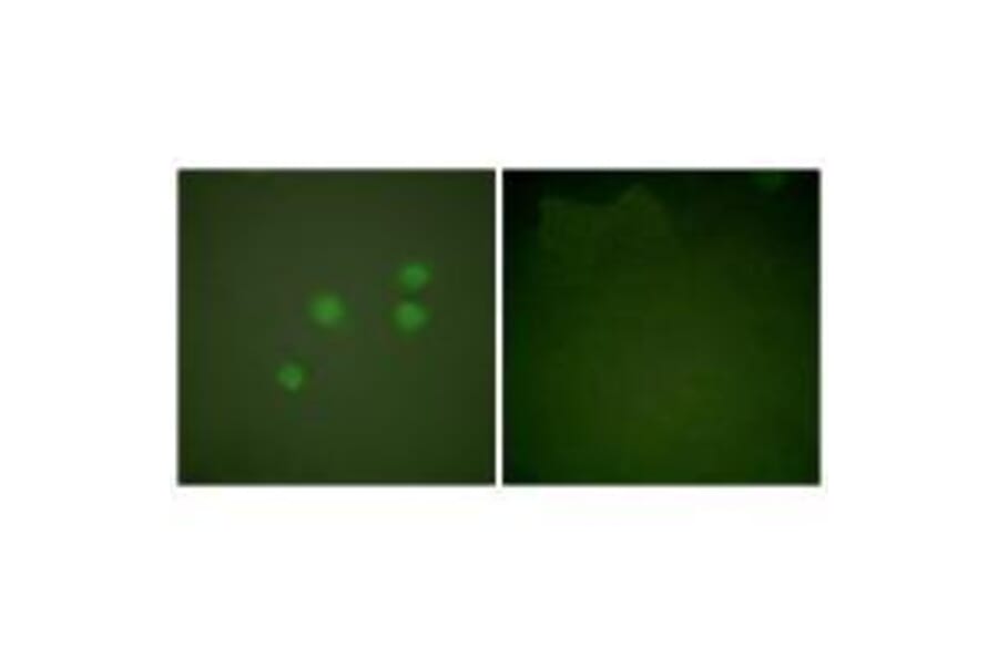 Immunofluorescence - Cyclin E1 Antibody from Signalway Antibody (33351) - Antibodies.com