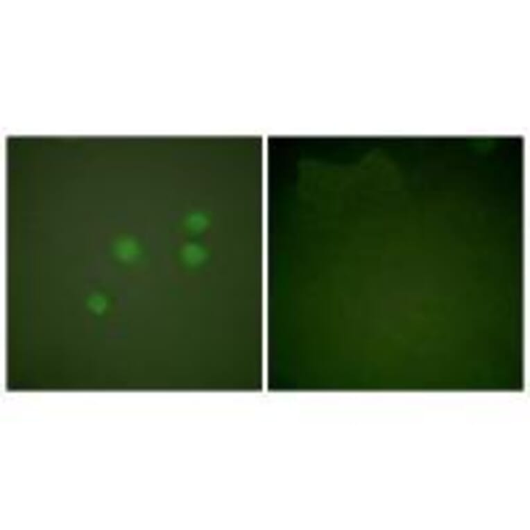 Immunofluorescence - Cyclin E1 Antibody from Signalway Antibody (33351) - Antibodies.com