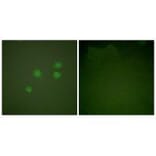 Immunofluorescence - Cyclin E1 Antibody from Signalway Antibody (33351) - Antibodies.com