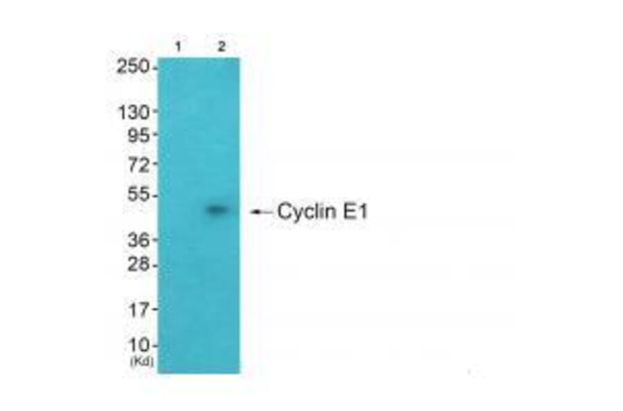 Western blot - Cyclin E1 Antibody from Signalway Antibody (33351) - Antibodies.com
