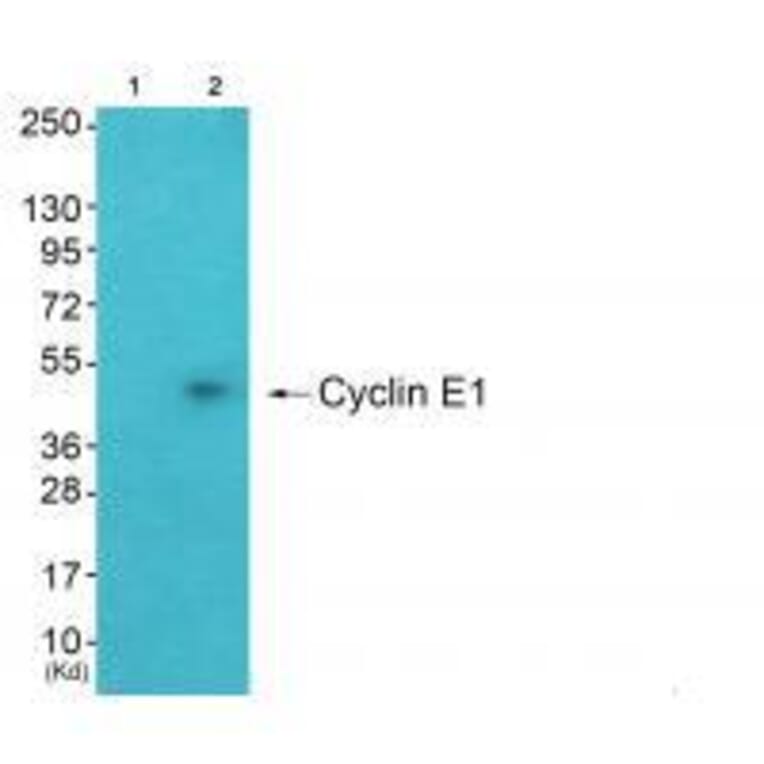 Western blot - Cyclin E1 Antibody from Signalway Antibody (33351) - Antibodies.com