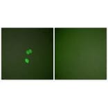 Immunofluorescence - Galectin 3 Antibody from Signalway Antibody (33382) - Antibodies.com