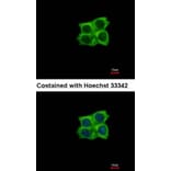 Immunofluorescence - Ladinin 1 antibody from Signalway Antibody (22037) - Antibodies.com