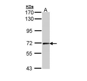 cyclin T2 antibody from Signalway Antibody (22098) - Antibodies.com