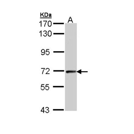 cyclin T2 antibody from Signalway Antibody (22098) - Antibodies.com