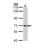 cyclin T2 antibody from Signalway Antibody (22098) - Antibodies.com