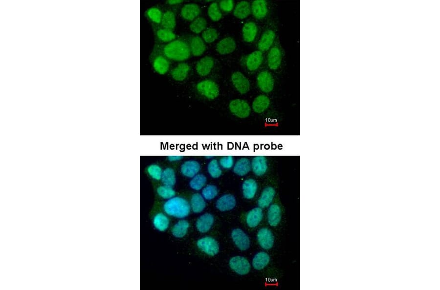 Immunofluorescence - cyclin T2 antibody from Signalway Antibody (22098) - Antibodies.com