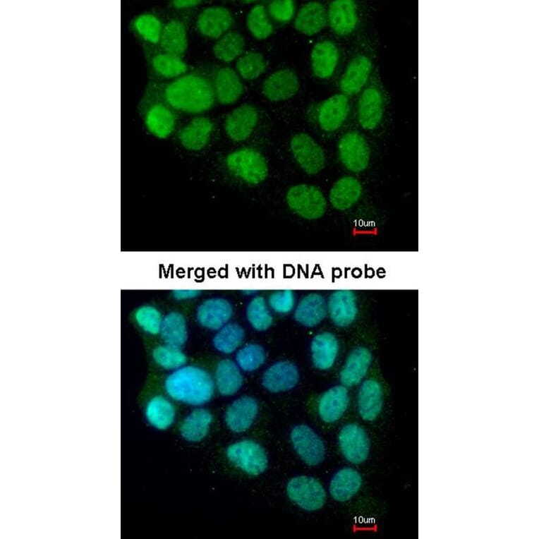 Immunofluorescence - cyclin T2 antibody from Signalway Antibody (22098) - Antibodies.com