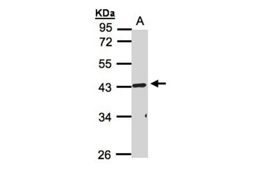 TNFRSF19L antibody from Signalway Antibody (22185) - Antibodies.com
