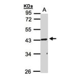 TNFRSF19L antibody from Signalway Antibody (22185) - Antibodies.com