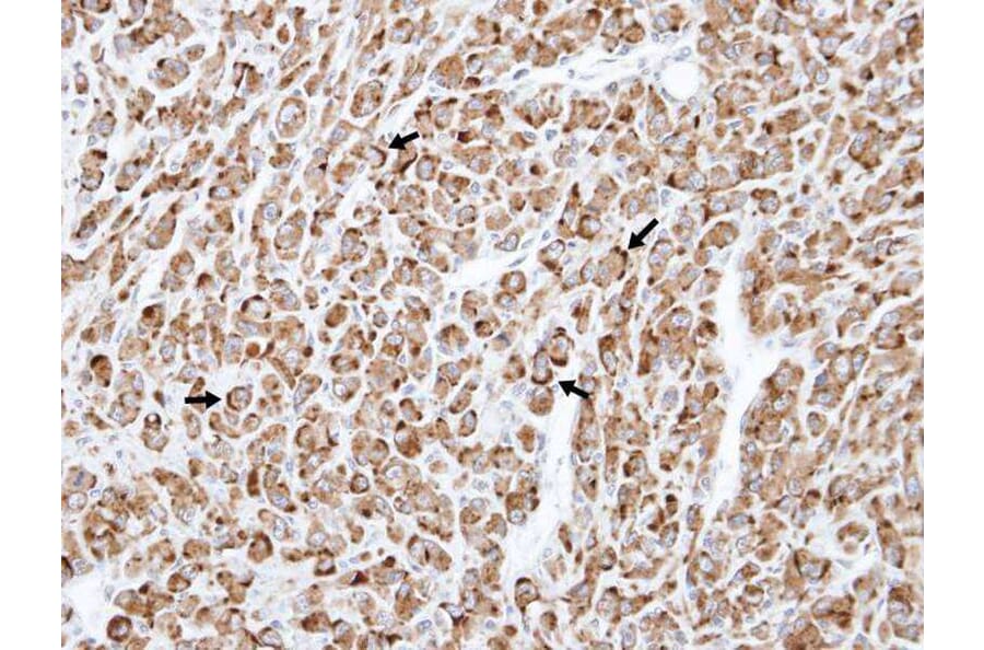 Immunohistochemistry - TNFRSF19L antibody from Signalway Antibody (22185) - Antibodies.com