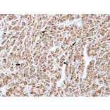 Immunohistochemistry - TNFRSF19L antibody from Signalway Antibody (22185) - Antibodies.com
