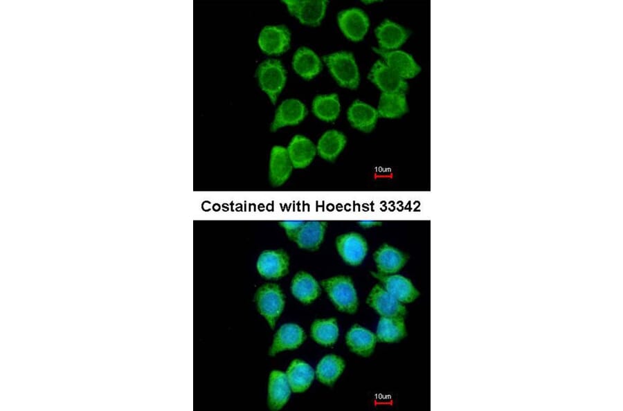 Immunofluorescence - TNFRSF19L antibody from Signalway Antibody (22185) - Antibodies.com