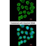 Immunofluorescence - TNFRSF19L antibody from Signalway Antibody (22185) - Antibodies.com
