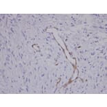Immunohistochemistry - Coronin 3 antibody from Signalway Antibody (22191) - Antibodies.com
