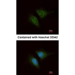 Immunofluorescence - Coronin 3 antibody from Signalway Antibody (22191) - Antibodies.com