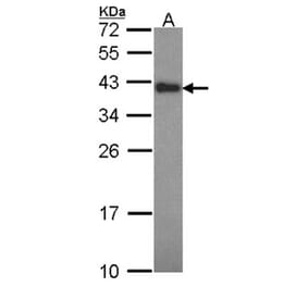 Anamorsin antibody from Signalway Antibody (22231) - Antibodies.com