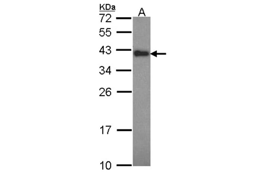 Anamorsin antibody from Signalway Antibody (22231) - Antibodies.com