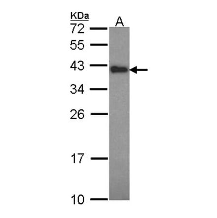 Anamorsin antibody from Signalway Antibody (22231) - Antibodies.com