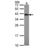 Anamorsin antibody from Signalway Antibody (22231) - Antibodies.com