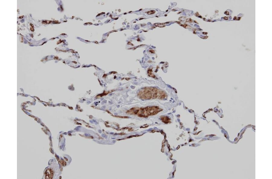 Immunohistochemistry - Anamorsin antibody from Signalway Antibody (22231) - Antibodies.com